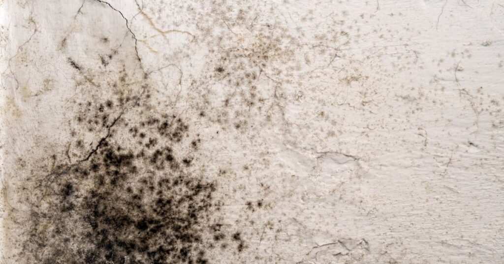 Mould from water damage